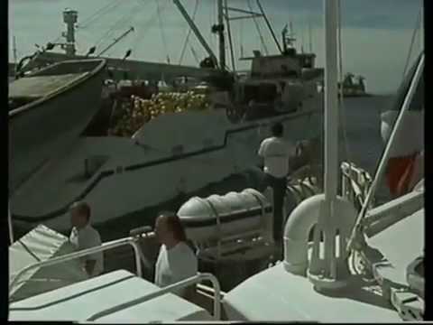 Le grand requin blanc, seigneur solitaire des mers