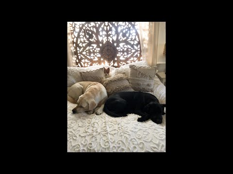 Don and Diane Shipley LIVE - September 12th 2000 EST Thumbnail