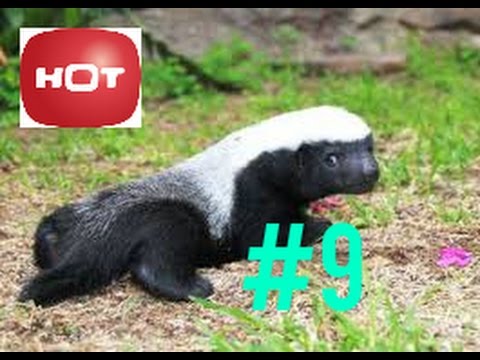Honey Badger Videos - Honey Badger Like Pets - Best Animal Videos 2014