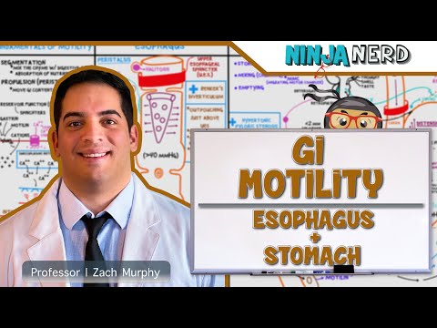 Gastrointestinal | GI Motility of the Esophagus & Stomach