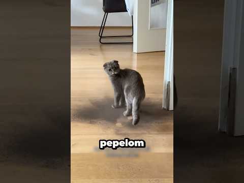 Ova mačka je ušla u dimnjak i postala neprepoznatljiva#viral #zanimljivo #foryou