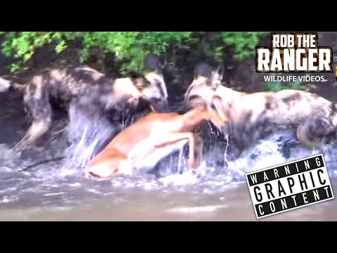 AMAZING GRAPHIC FOOTAGE!!: Swimming Impala Brutally Killed By African Wild Dog Pack!!!