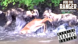 [問卦] 幹 可愛的鹿鹿被野狗分屍!!!