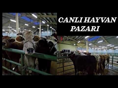 KULU ANIMAL MARKET IS COMPLETELY FULL, LOTS OF ACTIVITY.