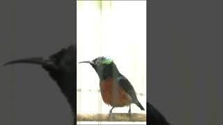 Download lagu kolibri ninja gacor materi full pelatuk bawang cocok untuk masteran burung kesatangan anda  #konin mp3