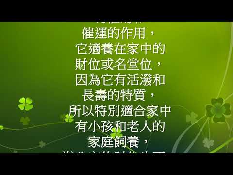 玉如意魚風水