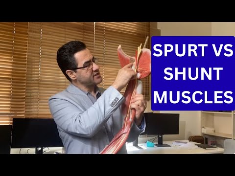 Spurt vs. Shunt Muscles: Why Your Anatomy Matters