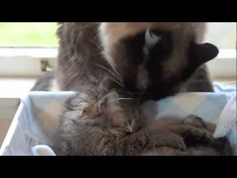 Charlene Butterbean Gives Royal Tipton a Bath