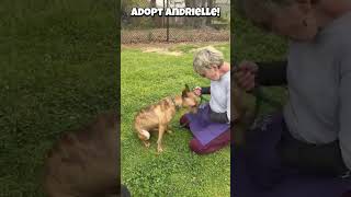 Video preview image #1 Carolina Dog-Plott Hound Mix Puppy For Sale in Decatur, GA, USA