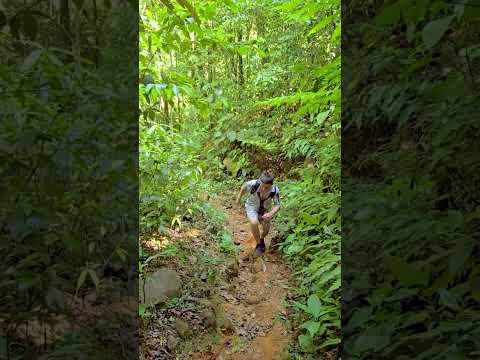 Reserva Forestal El Montuoso, Chepo, Provincia de Herrera, Las Minas, Panama