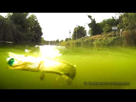 Fish eat Headbanger: pike attack fishing lure.