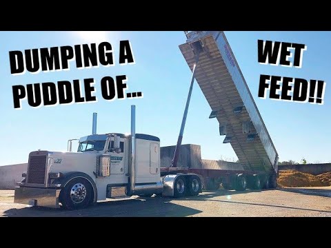 Unloading Wet Feed Out Of A End Dump Trailer ! Was This Better Then The Walking Floor Unload I Did ?