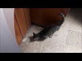 Hungry Little Cat Meowing Loudly