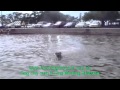 Hound Dog Pet Sitting Dog Minding Brisbane And Dog Daycare 28th Feb 2013