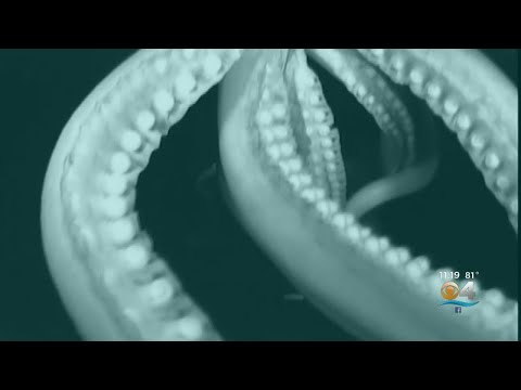 image-How big can a giant squid get?