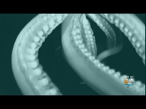 Into The Deep: Giant Squid Captured On Video