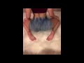 BIG ASS White Girl Twerk Short Dress