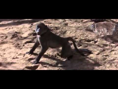 Animals get drunk by eating ripe Marula fruit -YouTube