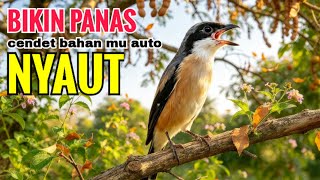Download lagu toet toet suara cendet gacor PAGI SIANG SORE sangat efektif buat Pancingan cendet diam agr cpt bunyi mp3