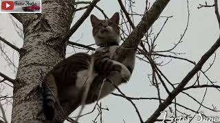 Mr Shop Cat hunts woodpeckers way up in a tree