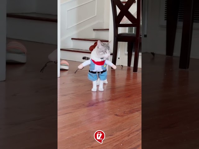 Vídeo relacionado con WLLHYF Sombrero de vaquero para perros y gatos, mini disfraz de mascota, sombrero de vaquero, bandana, bufanda, accesorio para cachorros, gatitos, uso diario, Halloween, fiesta de mascotas, vacaciones