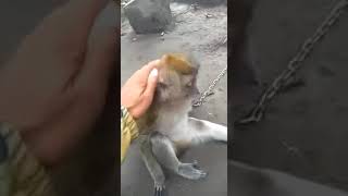 Download lagu Story wa lucu? Monyet ngambek versi jawa mp3