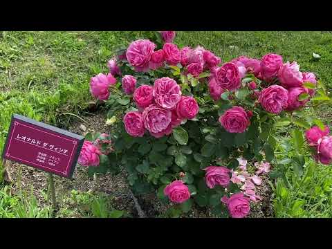 犬のバラ、犬のバラ 植物