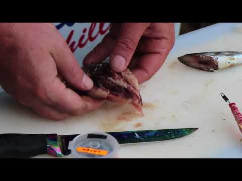 Red eye Sardine ball bait for brownskates | ASFN Baits & Traces