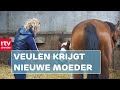 Veulen zonder moeder opgevoed door pleegmerrie | RTV Drenthe