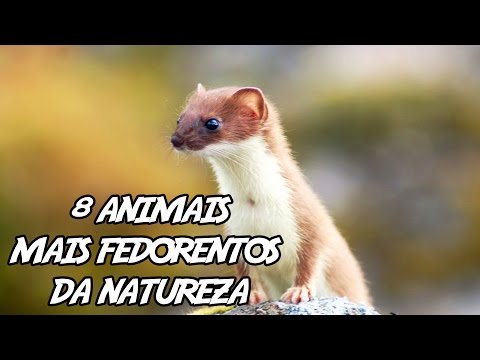 download lagu mp3 mp4 Girita, download lagu Girita gratis, unduh video klip Girita