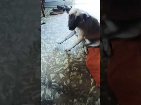 La Alegria #cordoba #perros #miradacanina #vallehermoso