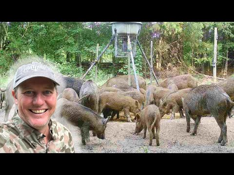 Record-Breaking Hog Catch After Months of Aggravation. 