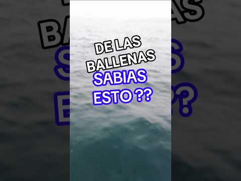 Ballenas en Puerto Madryn. Chubut. #Ballenas #avistamientodeballenas #viajar #excursión #soniabelen