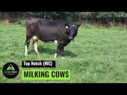 Top Notch Milking Cows NIC