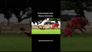 Download lagu Duka karapan sapi madura mp3