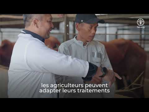 Lutte durable contre les tiques et gestion de la résistance aux acaricides chez les tiques du bétail