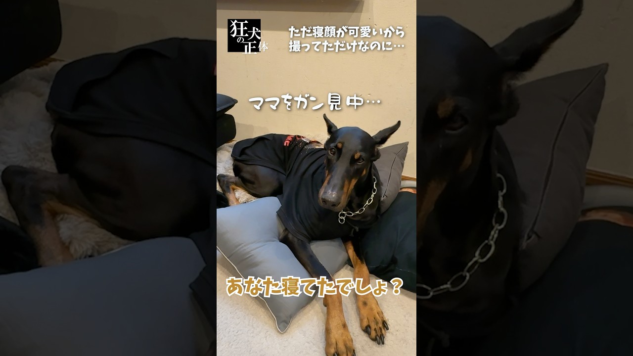 【バカ正直】無意識に人を苛立たせるドーベルマン