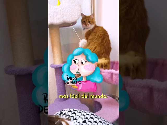 Vídeo relacionado con SPOTTED DOG GIFT COMPANY Paños de Cocina con Gatos Bonitos, Juego de 2 Trapos de Algodón 100% Absorbentes 50 x 70cm, Accesorios Cocina Originales, Regalos para Amantes de los Gatos