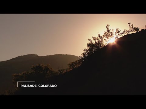 From first blossom to farmers market on a Palisade peach farm