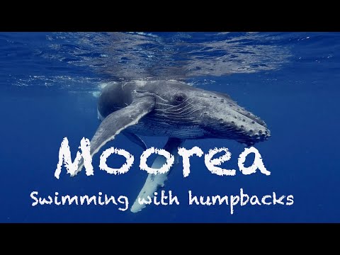 Moorea (4K), French Polynesia, 2022 - Sound of the Whales (swimming with humpback whales, dolphins)