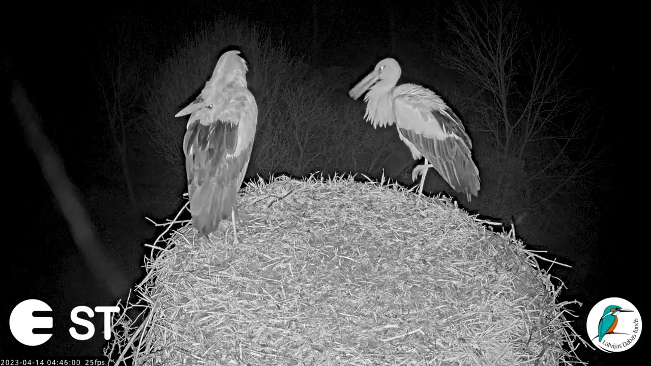 Baltajiem stārķiem Tukuma pusē – trauksmaina ligzdošana