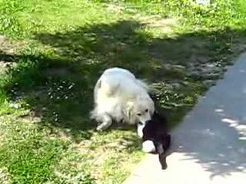 Bili i Silvester vol. 2