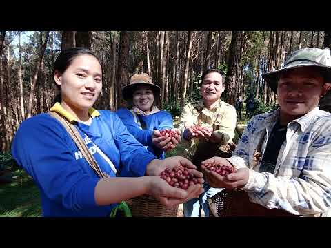 GI Tailândia: Café Doi Tung (VTR inglês)