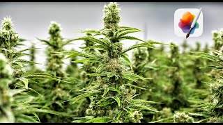 Как разместить текст за объектами на фотографии PixelmatorPro, обучение редактированию, Mac Os