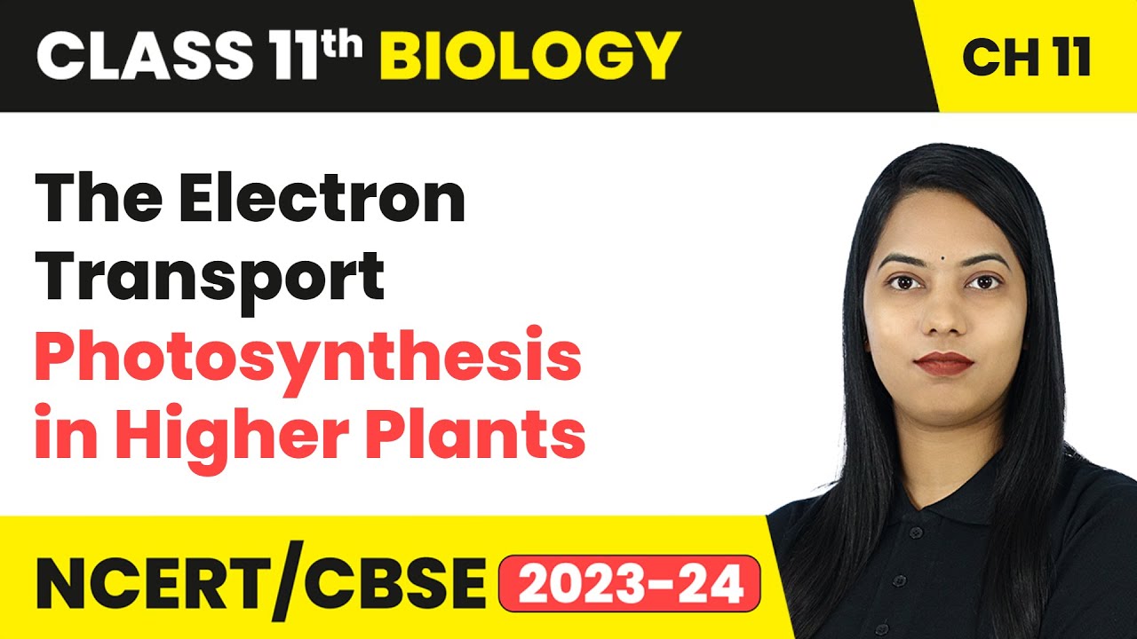 The Electron Transport - Photosynthesis in Higher Plants | Class 11 Biology Chapter 11 | CBSE 2024