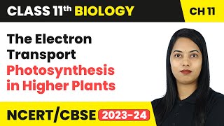 The Electron Transport - Photosynthesis in Higher Plants | Class 11 Biology Chapter 11 | CBSE 2024