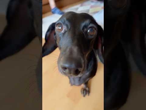 Kérdések válaszok part 4 😃❤️🐾 #dachshund #puppy #tacskó #pajti #foryou #dogtraining #shorts