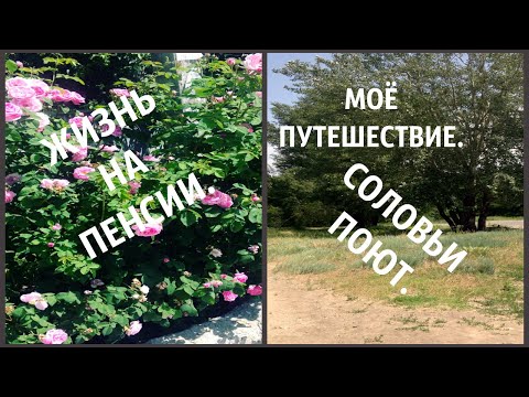 Соловьи просто под окном. Вот  такой левый берег.