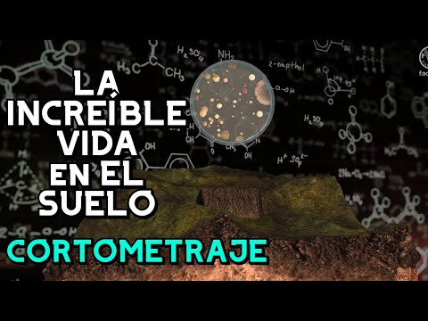 ¡La vida del suelo! Cortometraje🌎 - FAO