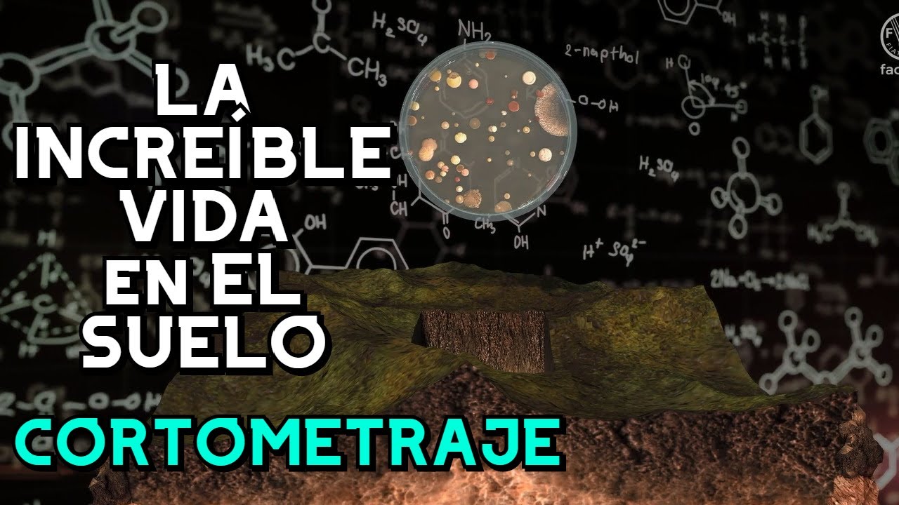 ¡La vida del suelo! Cortometraje🌎 - FAO